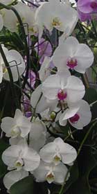 280_phalaenopsis.jpg