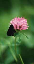 260_butterfly-and-flower.jpg