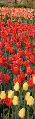 475_tulips_noordwijerhout1.jpg